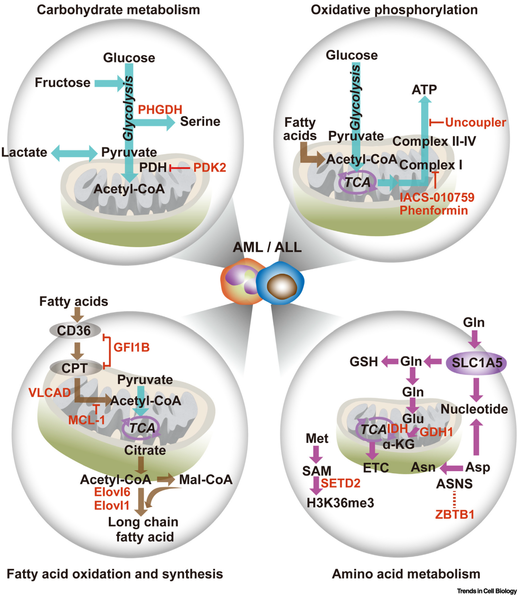 【创新前沿】Trends in Cell Biology报道我院氧化还原代谢调控白血病发生的研究综述